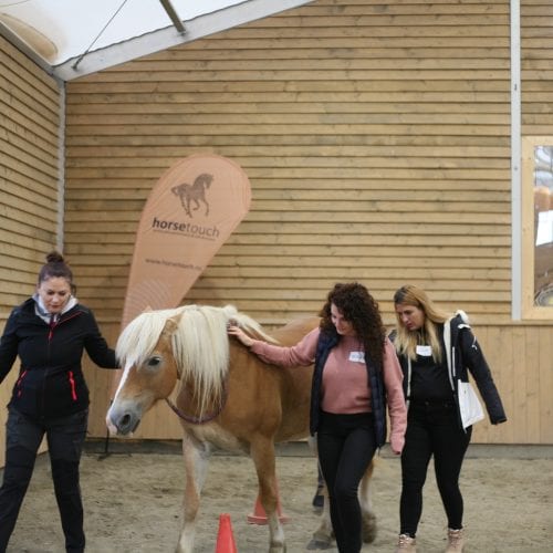 Curs: Bazele Educației Ghidate de Cai