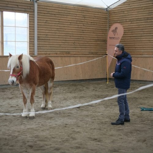 Emoțiile care vin năvală când lucrezi alături de un cal, nu se pot exprima în cuvinte