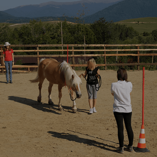 Divergent – Horse Touch Training module