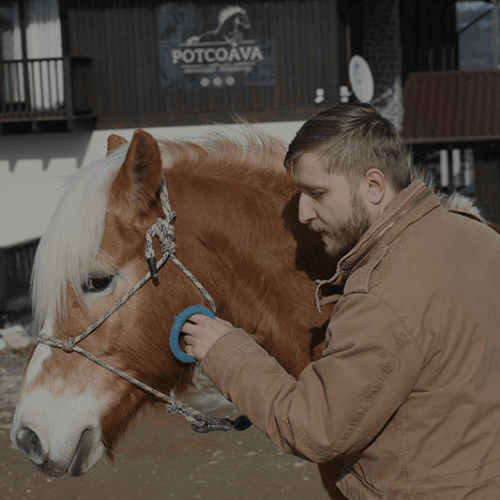 Feed forward – Horse Touch training module
