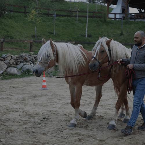 Sight of mind – Horse Touch training