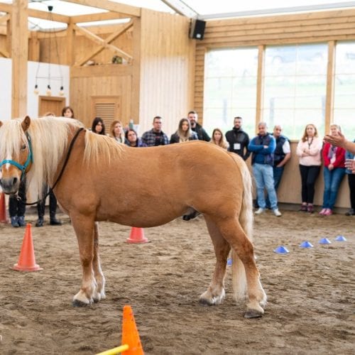 The beauty of being around horses